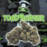Green Dragon Flower 14g Hybrid Toad Burger